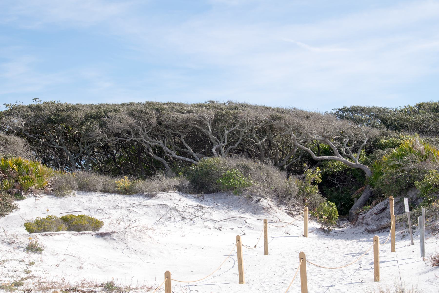 Sea oats on the dunes at Grayton Beach State Park