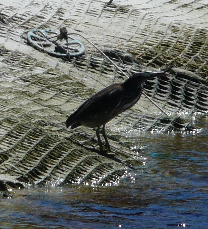 Green heron at the outflow of Oyster Lake